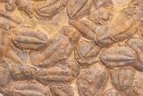 Foot Plate Of Large Asaphid Trilobites - Spectacular Display #133241-4
